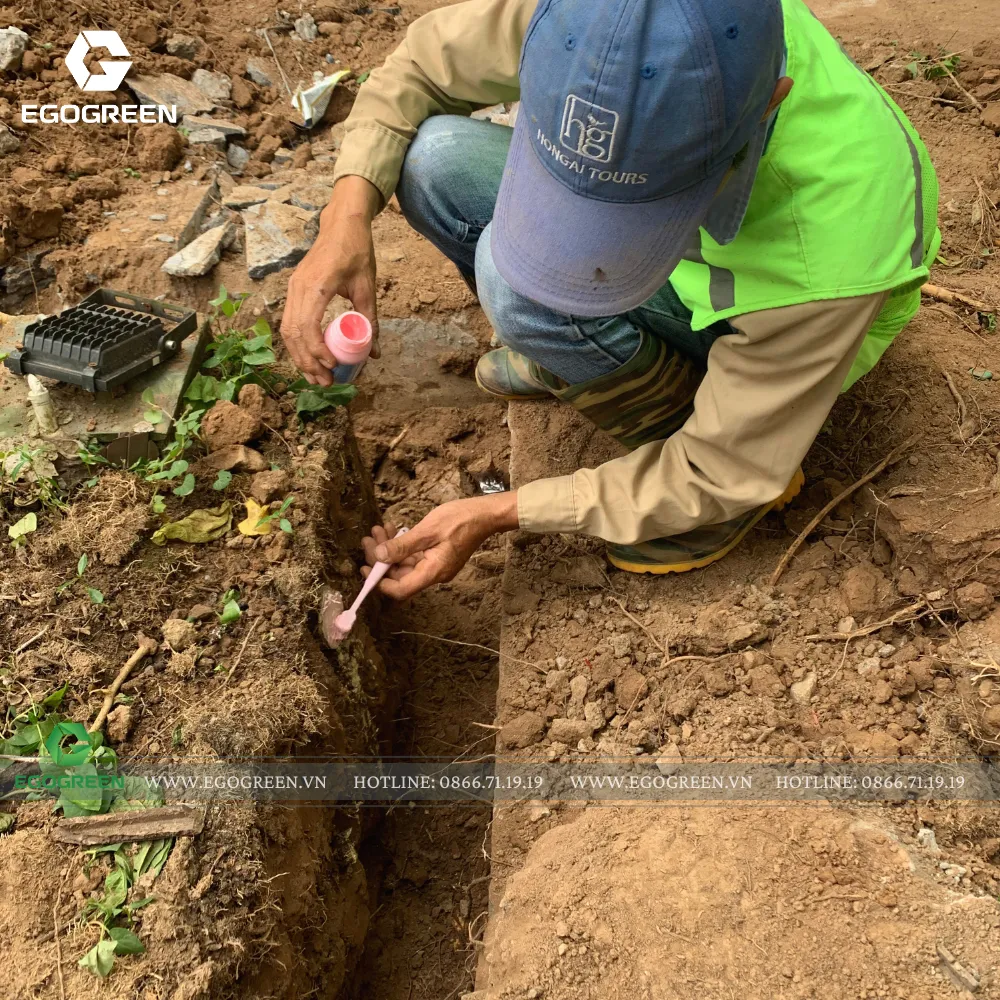 Thường xuyên kiểm tra đất và trị sâu bệnh cho bonsai.